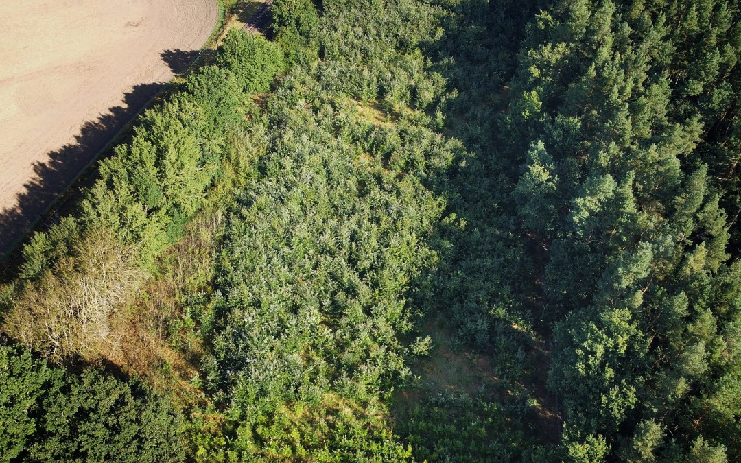 Klimaatbos Bad Kleinen, © Landesforst MV