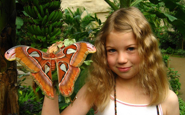 Kolorowe motyle, © Schmetterlingspark Klützer Winkel