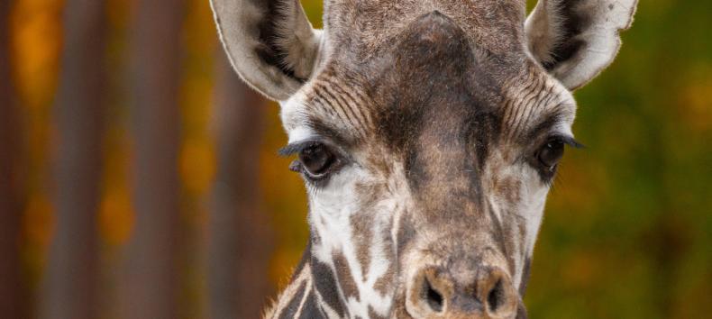 &copy; Zoo Schwerin