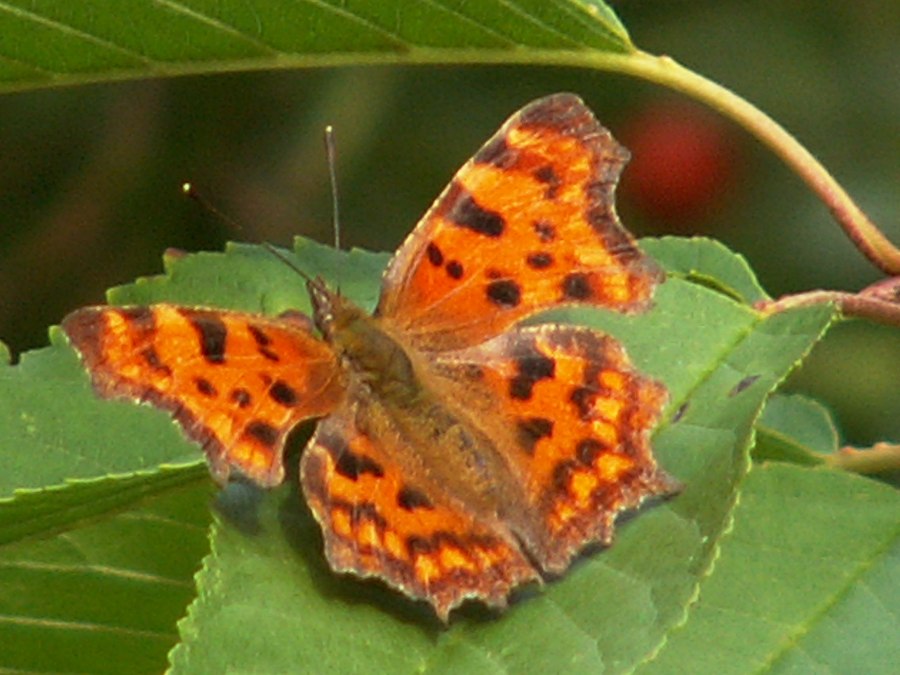een kleine vlindersoort, © Dr. Volker Thiele