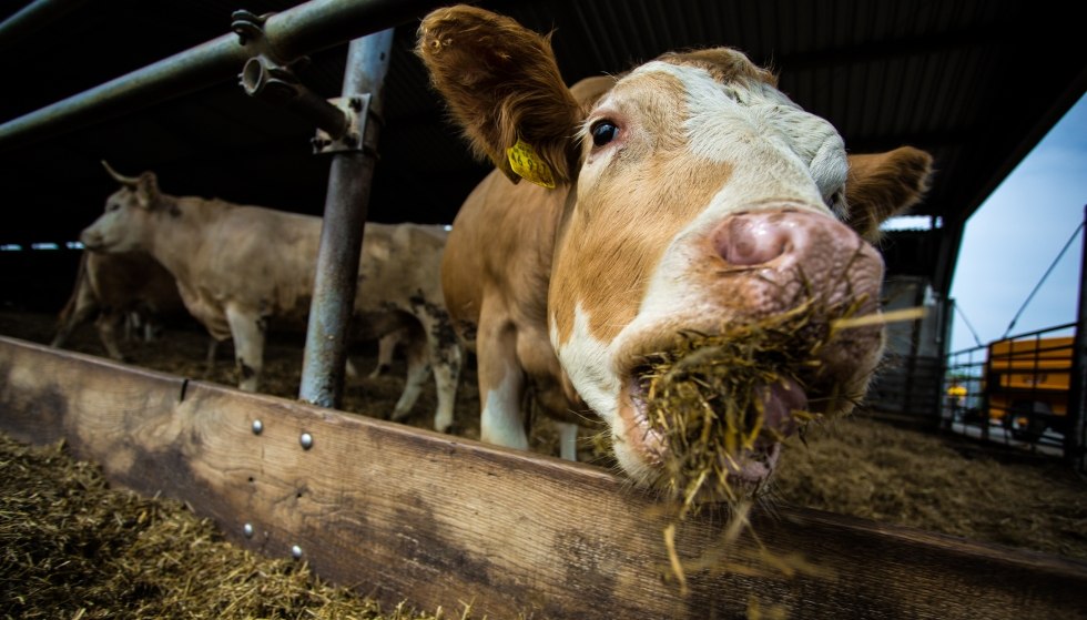 Rondleidingen op een boerderij zijn een bijzonder populair alternatief voor gezinnen, © Sven Lingott / Gut Darß