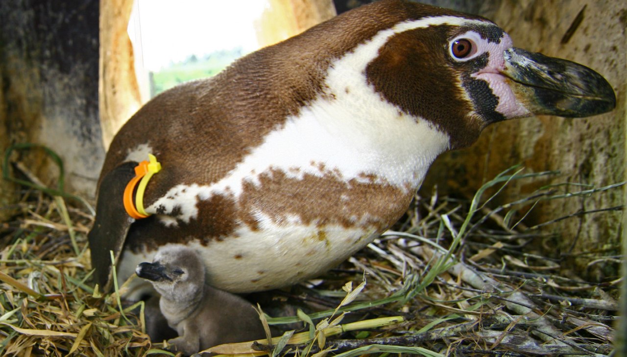 Potomstwo pingwinów, © Vogelpark Marlow