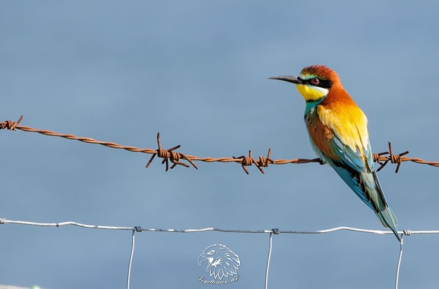 Bijeneters direct aan de Oostzeekust, © Kevin Hempel/ Vogeltouren MV