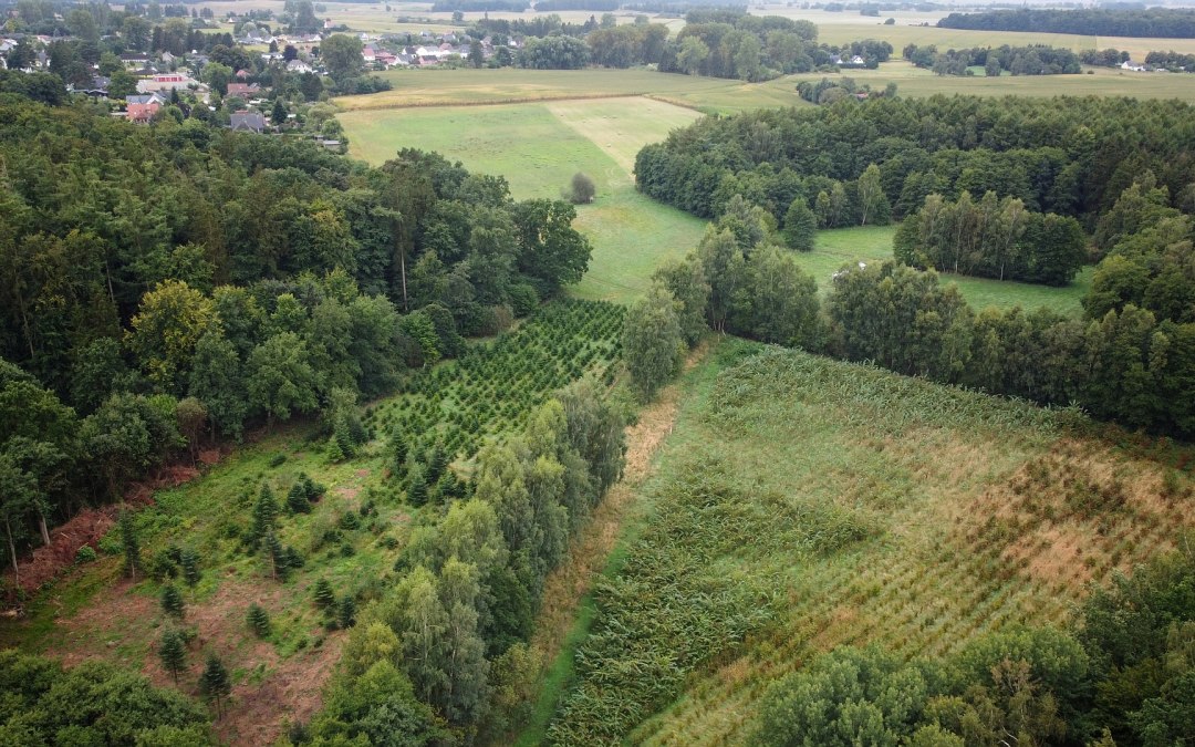 Klimaatbos Sehlen, © Landesforst MV