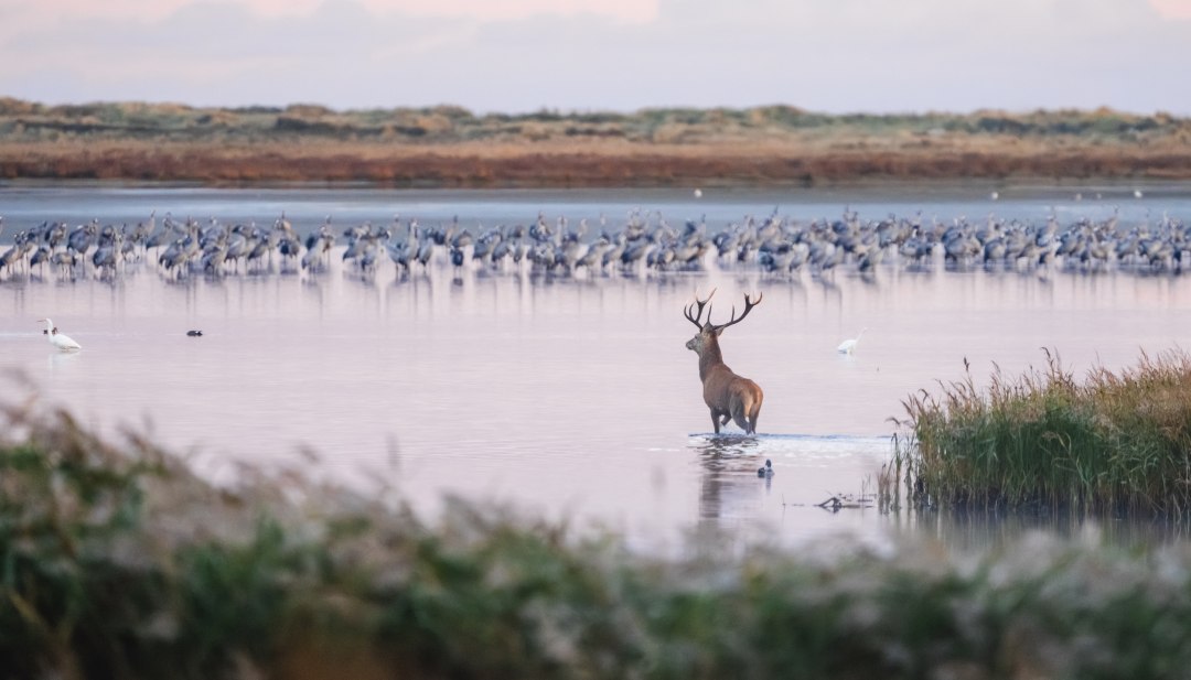 A stag wades through the shallow water at sunrise, surrounded by reeds and a group of cranes in the background.