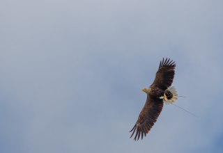 © Kevin Hempel/ Vogeltouren MV