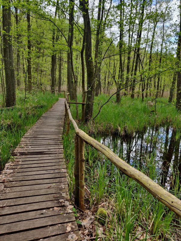 Dompel jezelf onder in de sfeer van het bos // &copy; Annett Freese