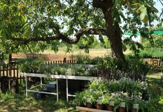 Luplow herb nursery // &copy; Silke Voss