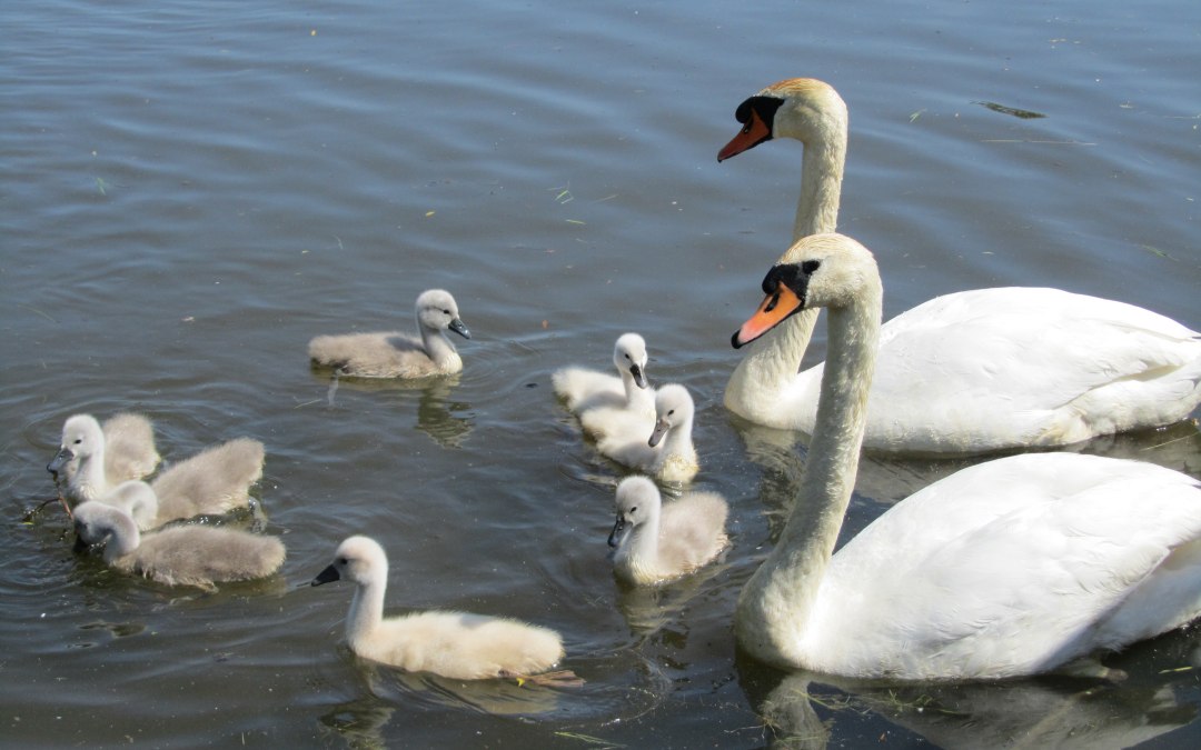Schwäne Mühlenteich, © Jana Koch