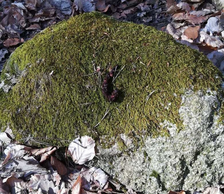 Odczytywanie śladów i dziedzictwa, © B. Daedelow Odczytywanie śladów i dziedzictwa, © B. Daedelow