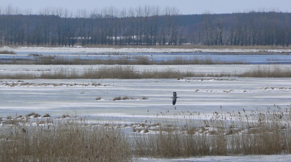 De grote Rosin begin maart, © Martin Hagemann