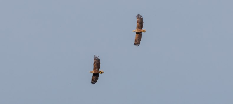 © Vogeltouren MV/ Kevin Hempel