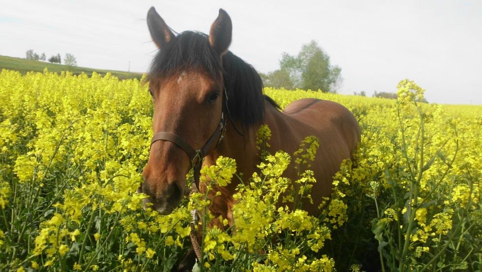 Odkryj największą komorę rzepakową w Niemczech z farmą Silberweide, © Hof Silberweide/ Alrun Romanus