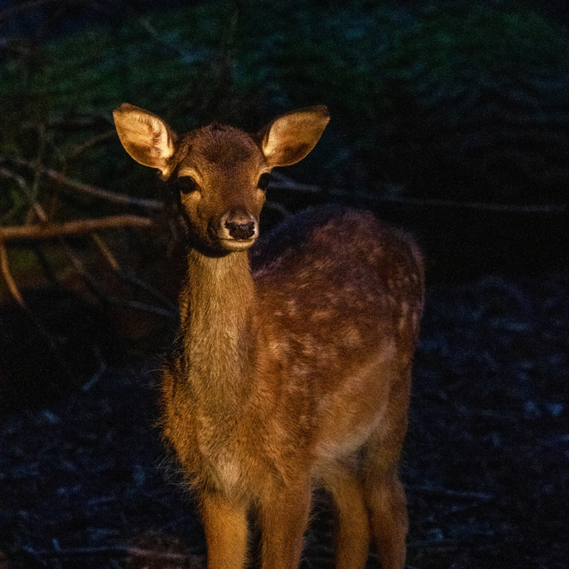 Night safari at Schwerin Zoo // &copy; Zoo Schwerin