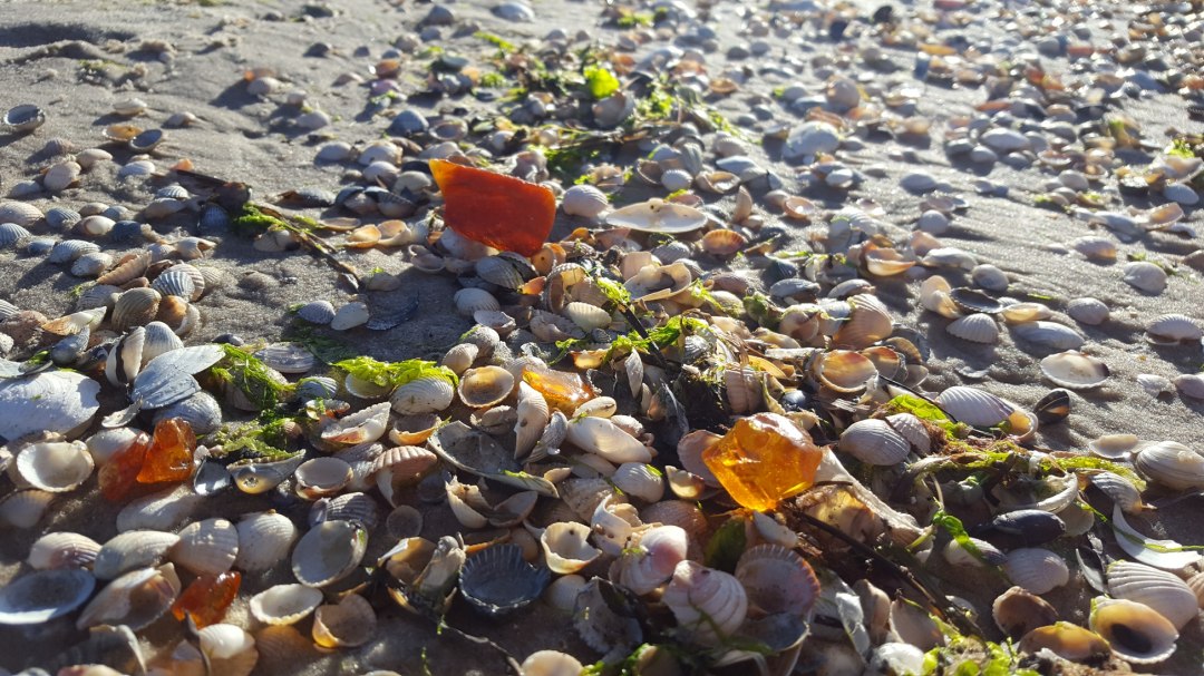 Wyszukiwanie bursztynu UV w ciemności, © Mitarbeiter3 Wyszukiwanie bursztynu UV w ciemności, © Mitarbeiter3