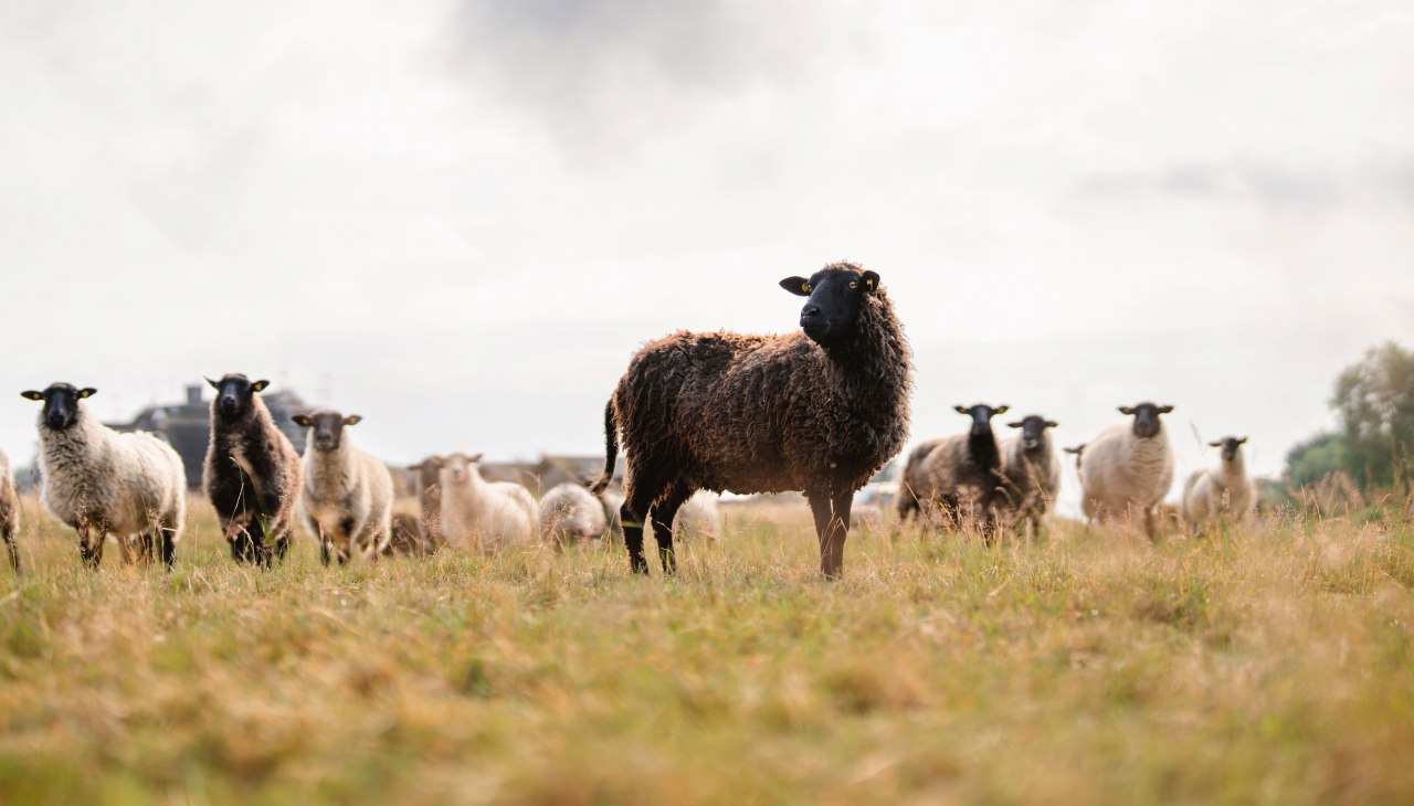 Sch�ferei Gro� Zicker auf R�gen_1, &copy; MV-T/Gross