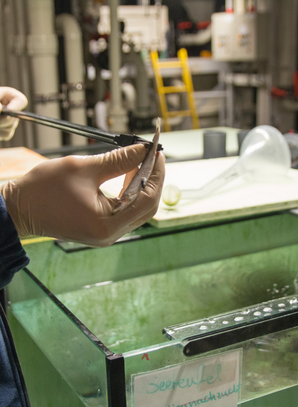 © Anke Neumeister © Anke Neumeister