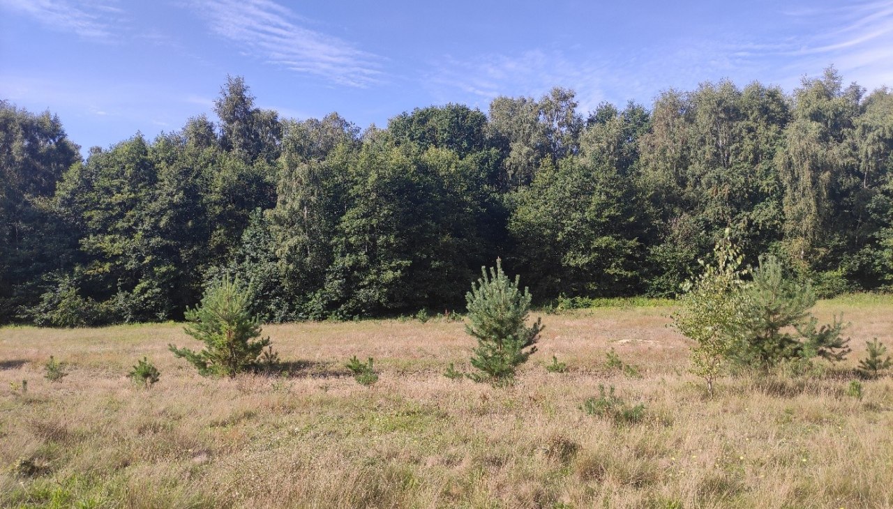 Biotop na otwartym terenie na Zielonym Pasie w pobliżu Herrnburga: siedlisko na dawnym wewnętrznym pasie granicznym Niemiec wymaga regularnej konserwacji w celu ochrony i zachowania go przed wkraczaniem zarośli dla licznych zagrożonych gatunków zwierząt i roślin., © Stiftung Umwelt- und Naturschutz MV