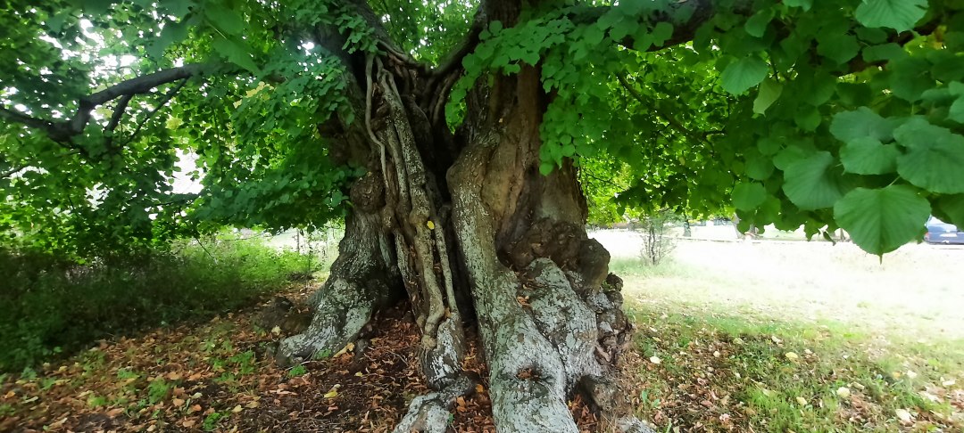 20210919_100527, © Waren (Müritz)-Information 20210919_100527, © Waren (Müritz)-Information
