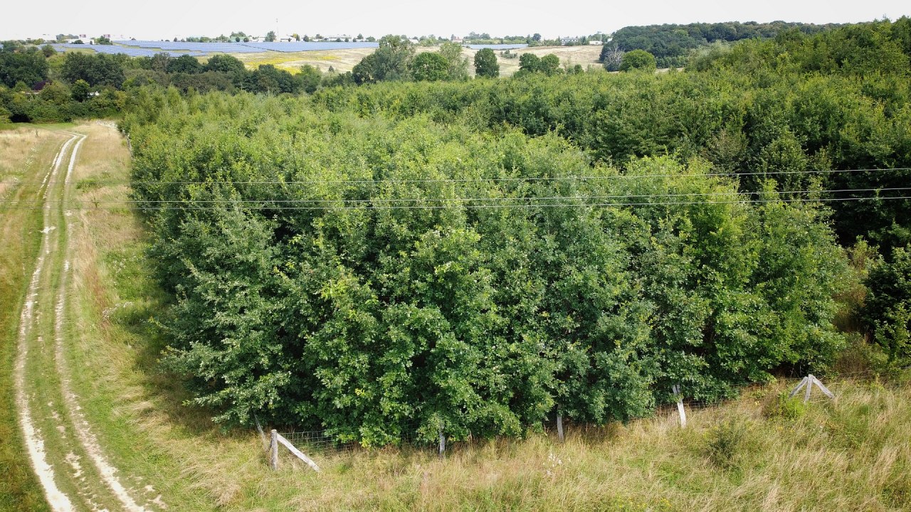 Klimaatbos Neubrandenburg // &copy; Landesforst MV