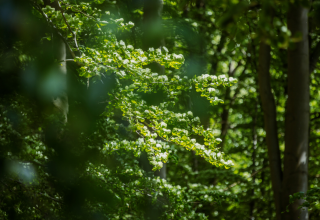 © Binzer Bucht Tourismus © Binzer Bucht Tourismus