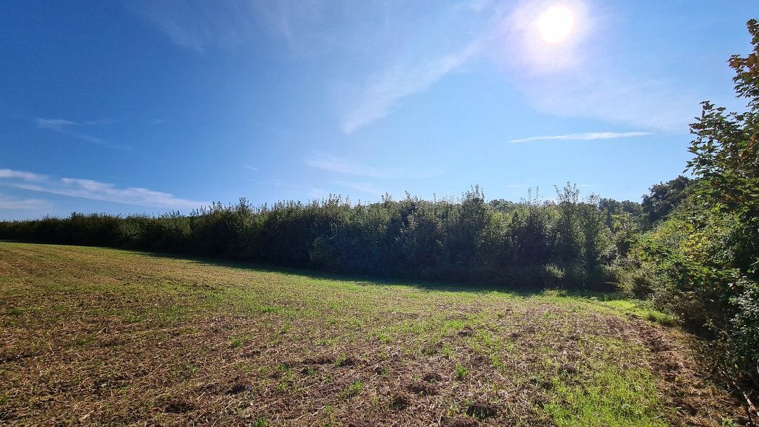 Climate forest Seefelder Holz, © Landesforst MV Climate forest Seefelder Holz, © Landesforst MV