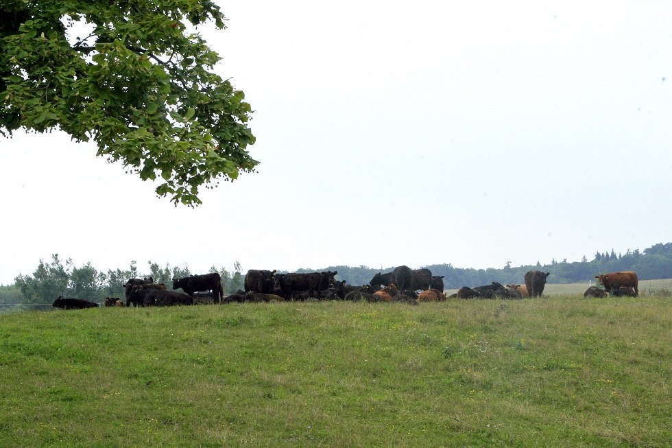 Weidelandschap in Klepelshagen, © Sabrina Wittkopf-Schade