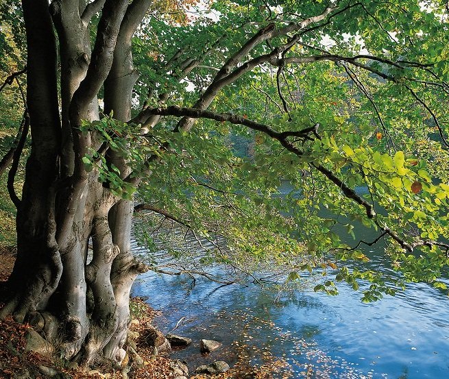 Am Ufer des Schmalen Luzins trifft Wald auf Wasser // &copy; MV-T/Grundner