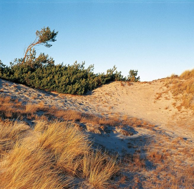Dune landscape near Klein Schmölen, © TMV/Neumann