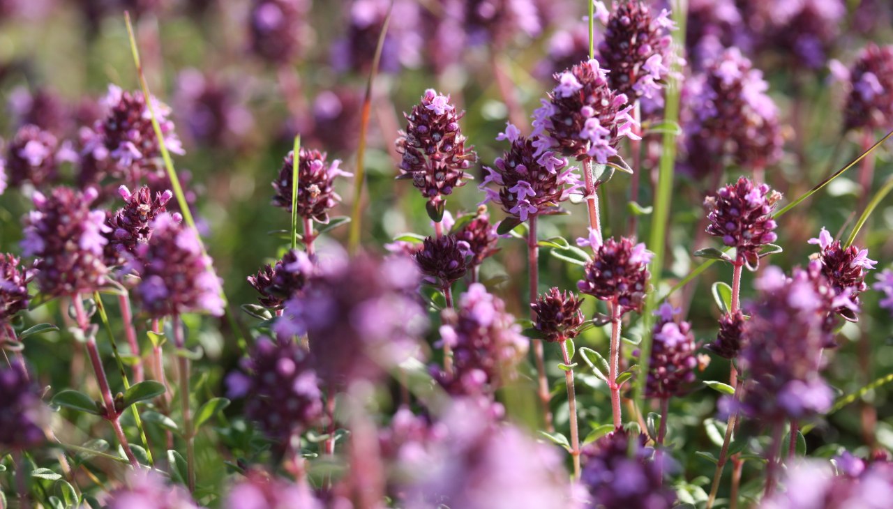 De lente is een bijzonder goede tijd om wilde kruiden te verzamelen, omdat ze vers uit de grond komen en daardoor een bijzonder sterke helende werking hebben. Mevrouw Gudrun Marin-Ziegler laat je tijdens een wandeling door het bos bij Teterow kennismaken met een aantal van deze lentekruiden en verzamelt ze samen met jou. Daarna krijg je te zien hoe je er lekkere gerechten mee kunt bereiden. De kosten bedragen 5 euro per persoon.
Het trefpunt is op de parkeerplaats van restaurant "Hohes Holz". Draag stevige schoenen voor deze wandeling. Bij slecht weer gaat de wandeling niet door., &copy; Gudrun Marin-Ziegler