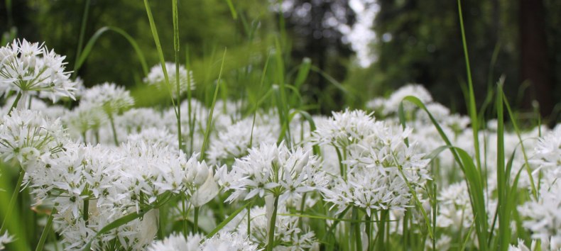 &copy; Biosphrenreservatsamt S&uuml;dost-R&uuml;gen