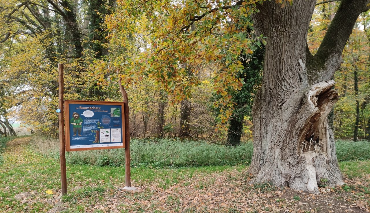Start of the nature trail at old oak tree behind the forestry office Schuenhagen // © Liv E. Ipsen Start of the nature trail at old oak tree behind the forestry office Schuenhagen // © Liv E. Ipsen
