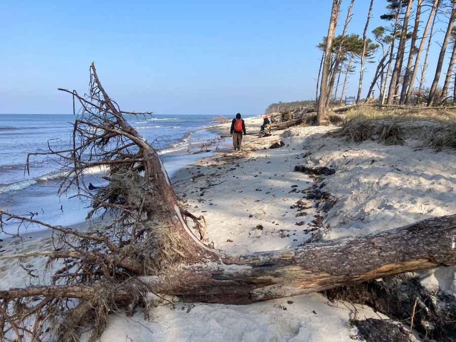 Wilder_Wald_am_Meer_KB&auml;rwald, &copy; Nationalparkamt Vorpommern/ K.B&auml;rwald