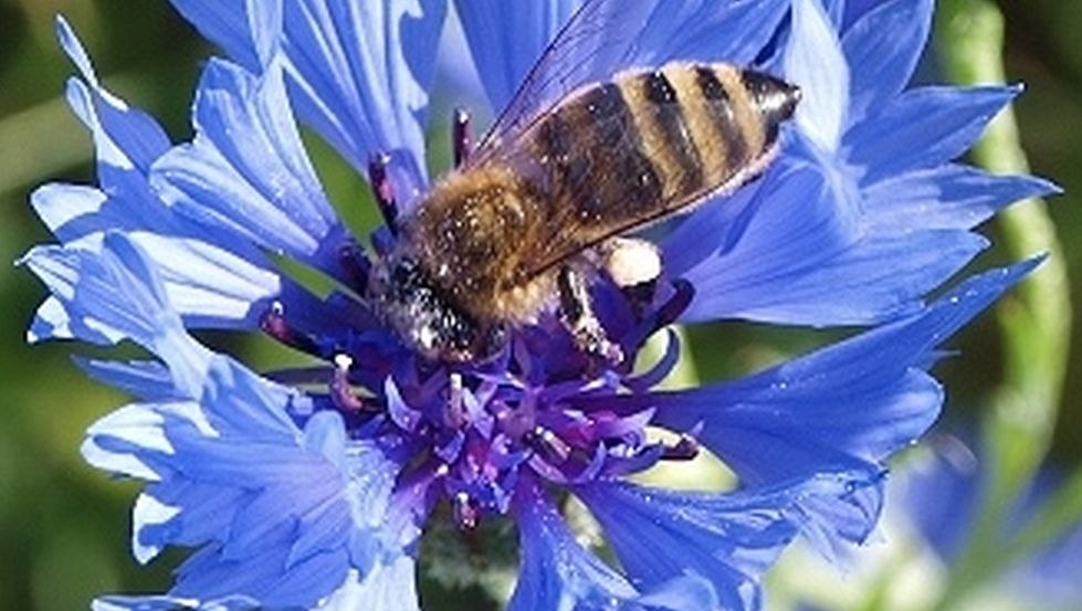 Nasi ciężko pracujący pracownicy, &copy; N.Triphahn