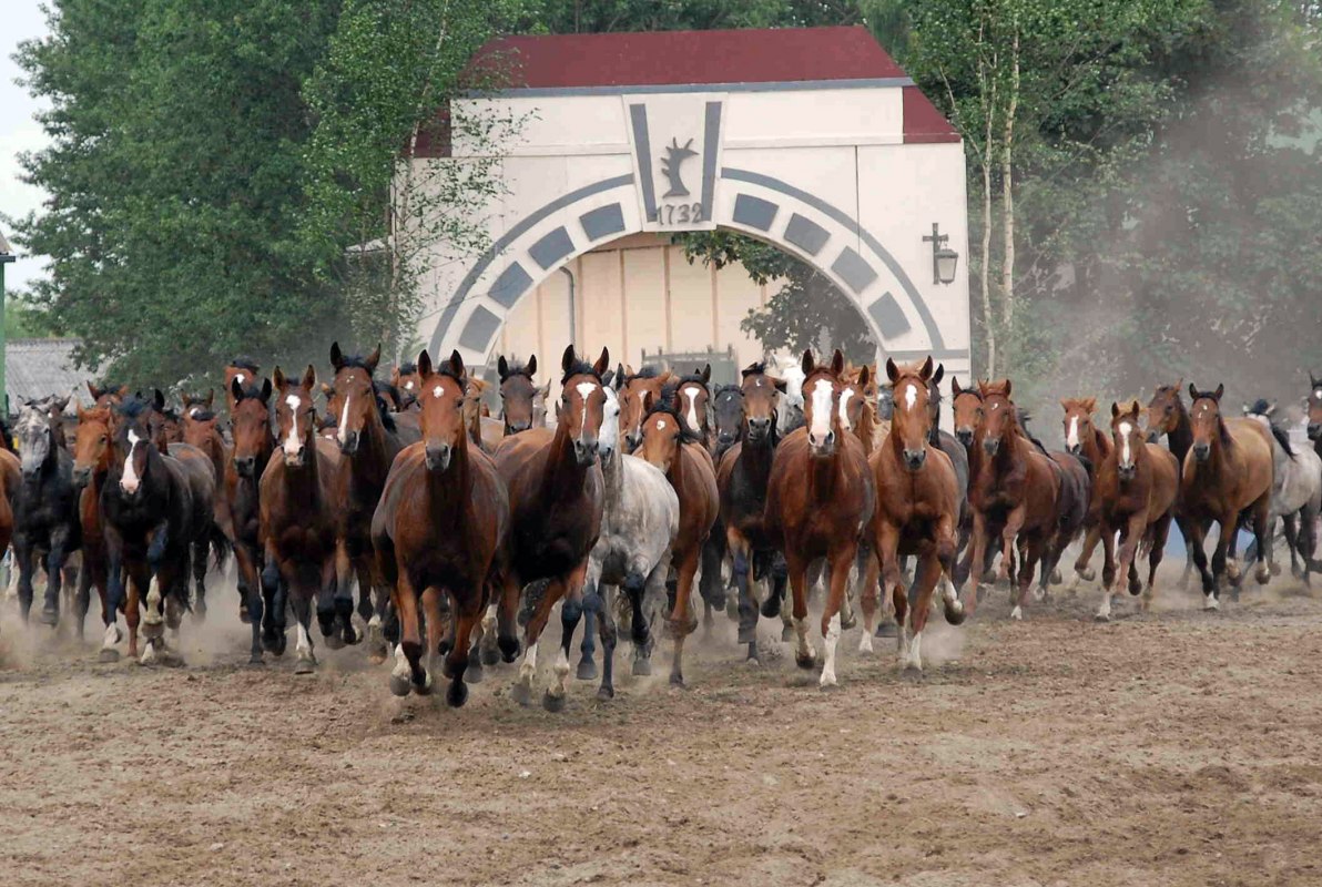 Large free-range herd, &copy; Gest&uuml;t Ganschow