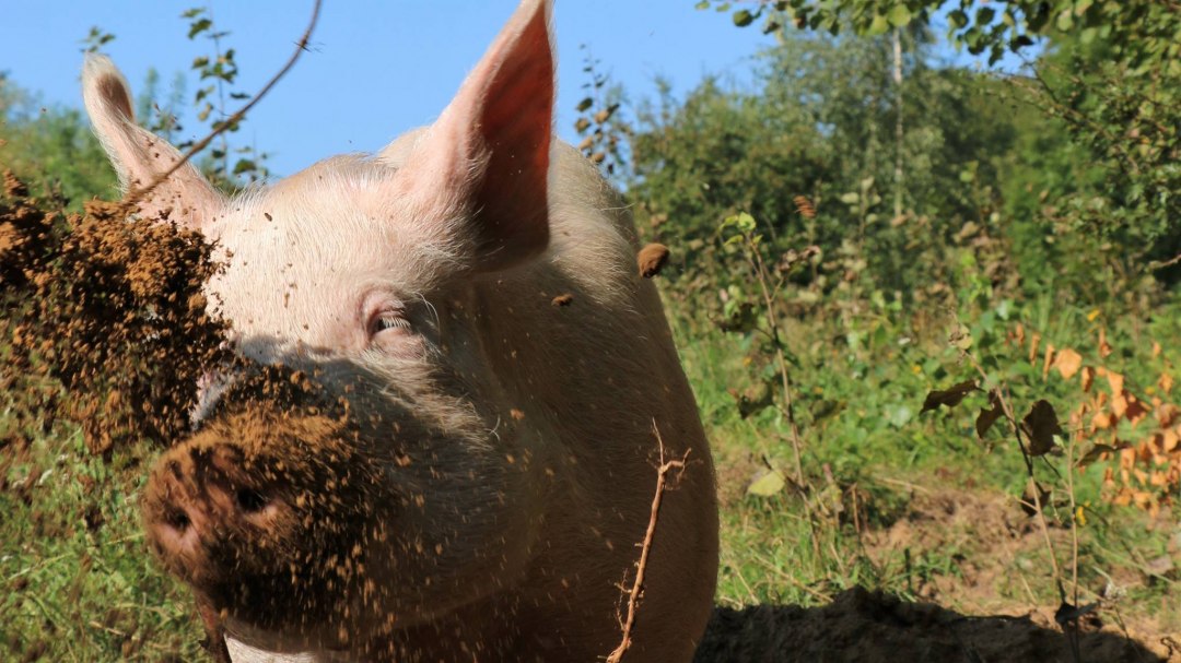 Anni, &copy; Land der Tiere