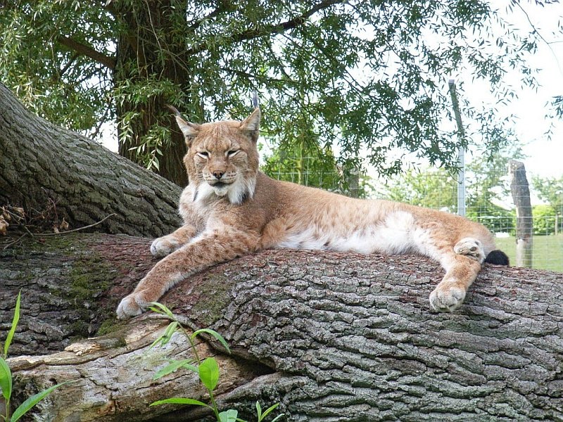 Je kunt de lynxen bekijken vanaf de hoge tribune, © Tierpark Wismar