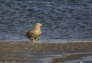 © Kevin Hempel / Vogeltouren MV © Kevin Hempel / Vogeltouren MV