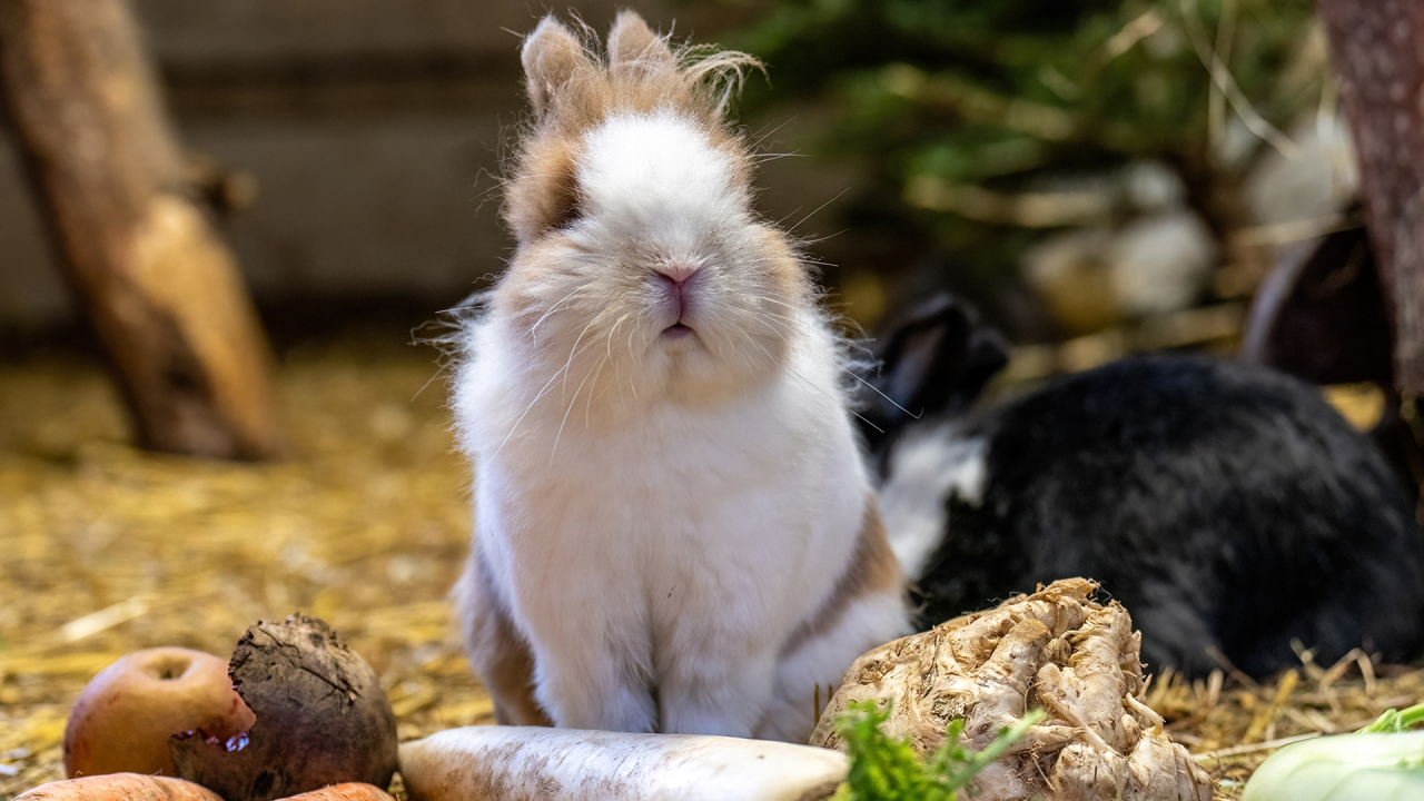 Rabbit, &copy; Zoo Rostock/ Dr&uuml;bbisch
