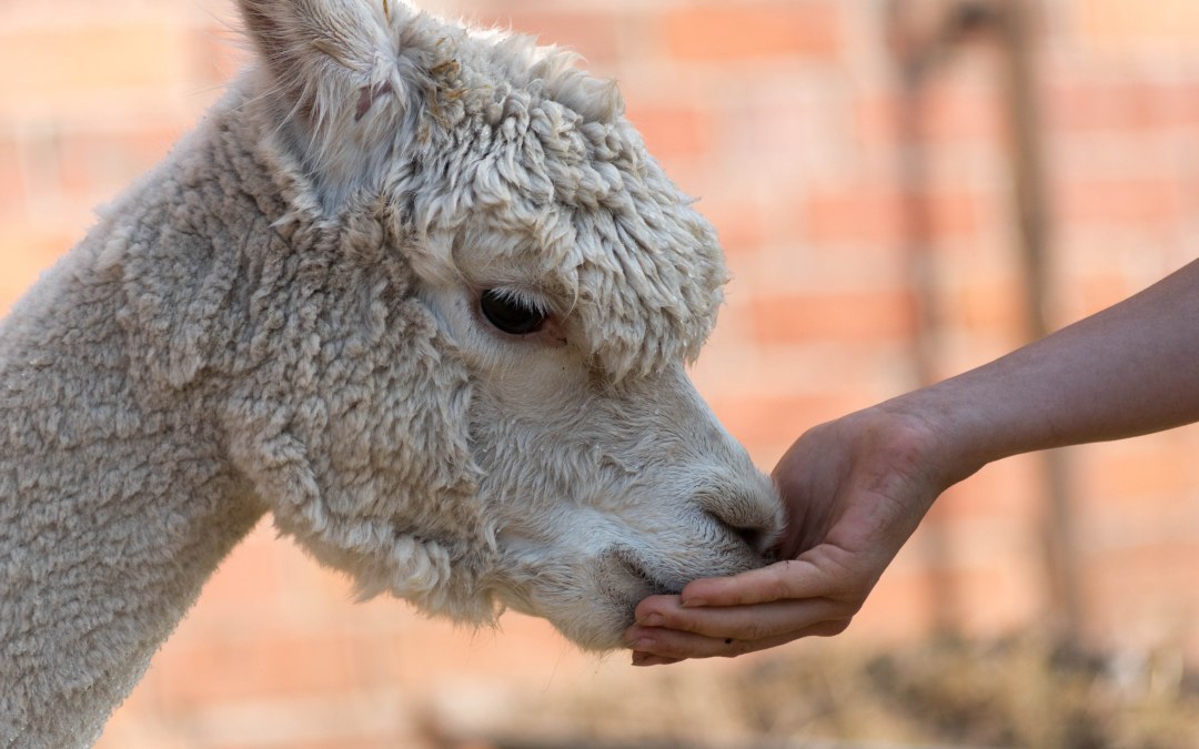 Alpaca, boerderij Birkenkamp, © © Jennifer Dietel