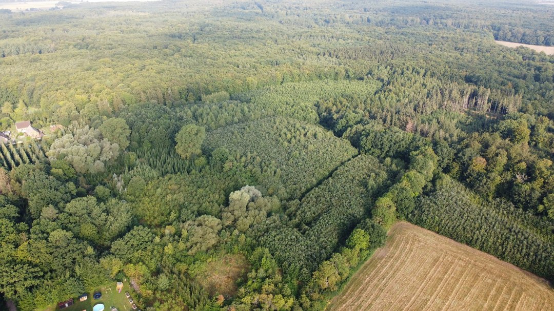 Klimatyczny las Golchen, © Landesforst MV