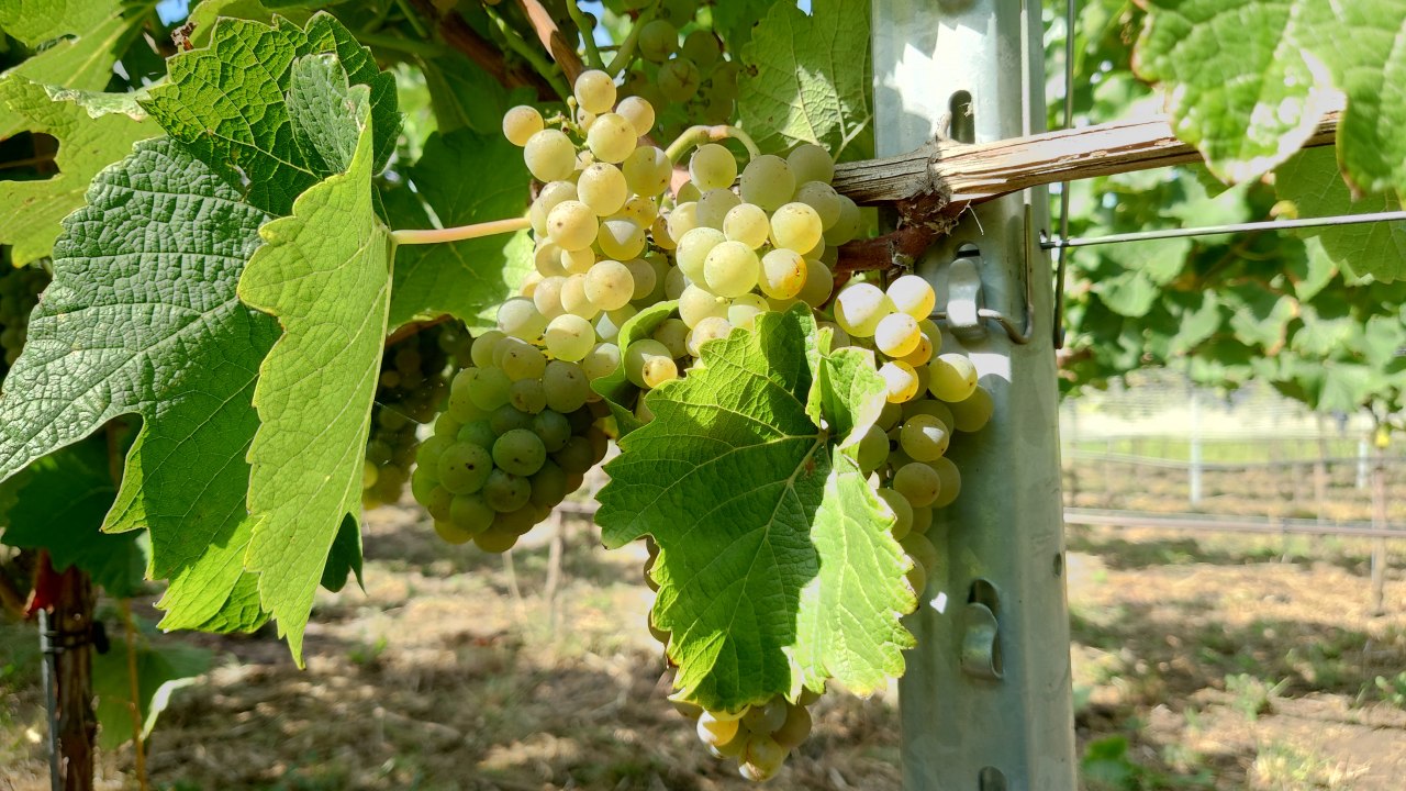 Solaris - Grapes directly on the vineyard // © Juliane Dähn Solaris - Grapes directly on the vineyard // © Juliane Dähn