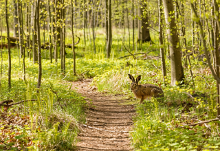 &raquo;Natur entdecken. Ostern erleben.&laquo; // &copy; Generiert mit Adobe Firefly