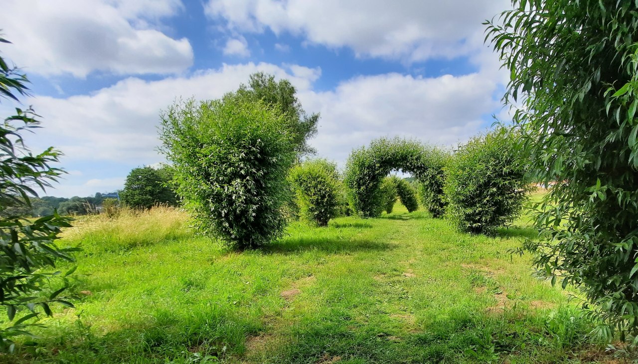Willow Walk, © M. Lenthe