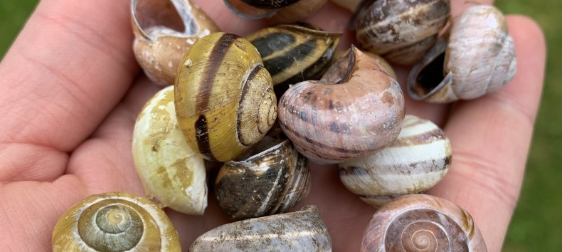 &copy; Antje Joost-Hirsekorn