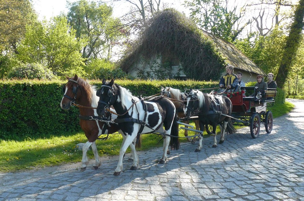 Idylliczna wycieczka z Kremser // © Ponyhof Rügen Idylliczna wycieczka z Kremser // © Ponyhof Rügen