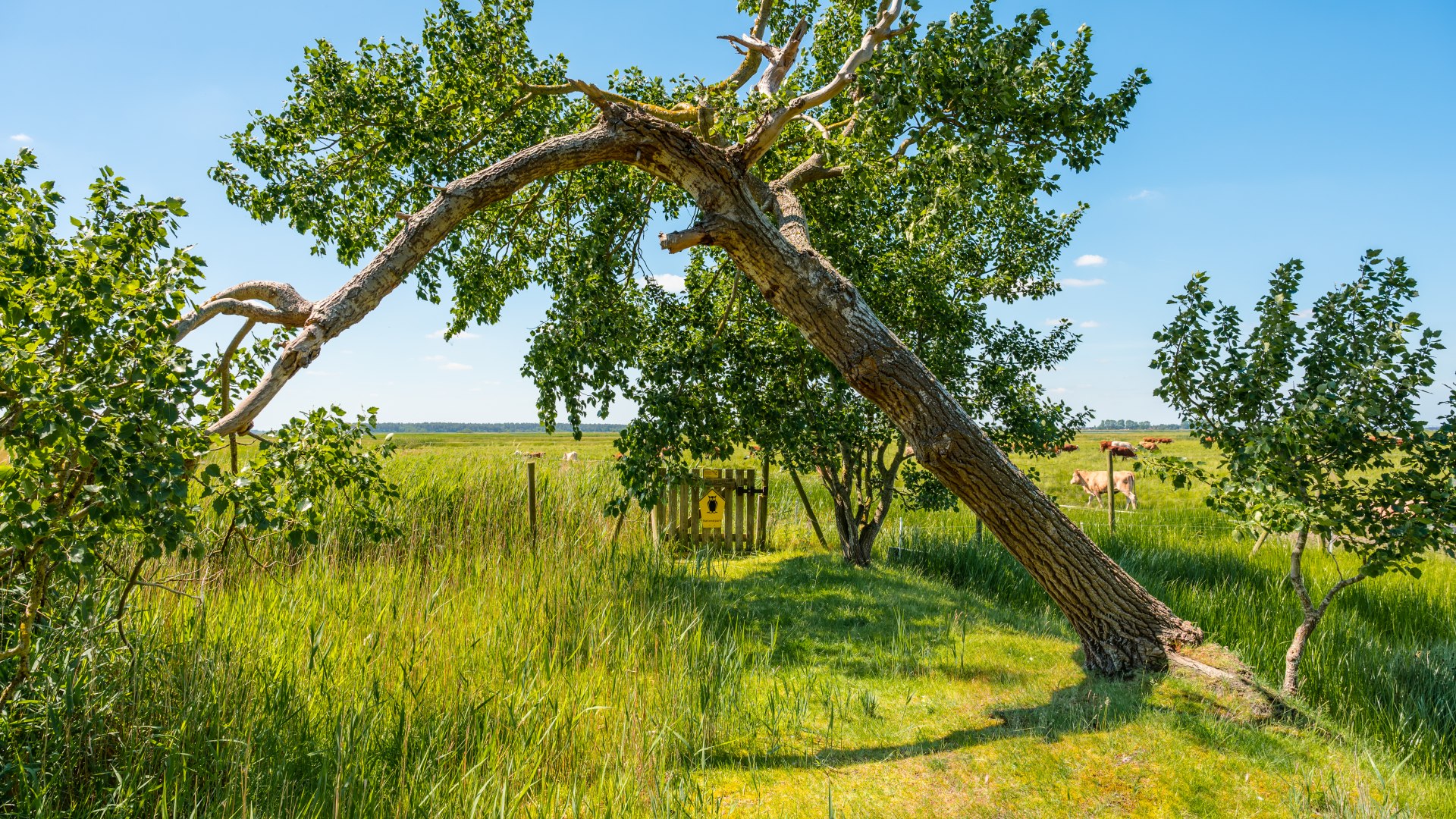 Op de Hohe D&uuml;ne rondwandelroute op Zingst heeft de wind menig boom op zijn knie&euml;n gekregen. Hij staat schuin boven de rondwandeling