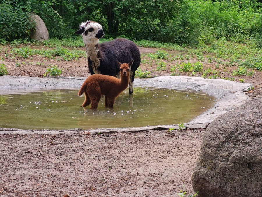 Alpaca's hebben een zeer dikke vacht en genieten daarom van tijd tot tijd van een bad., © Tierpark Wolgast