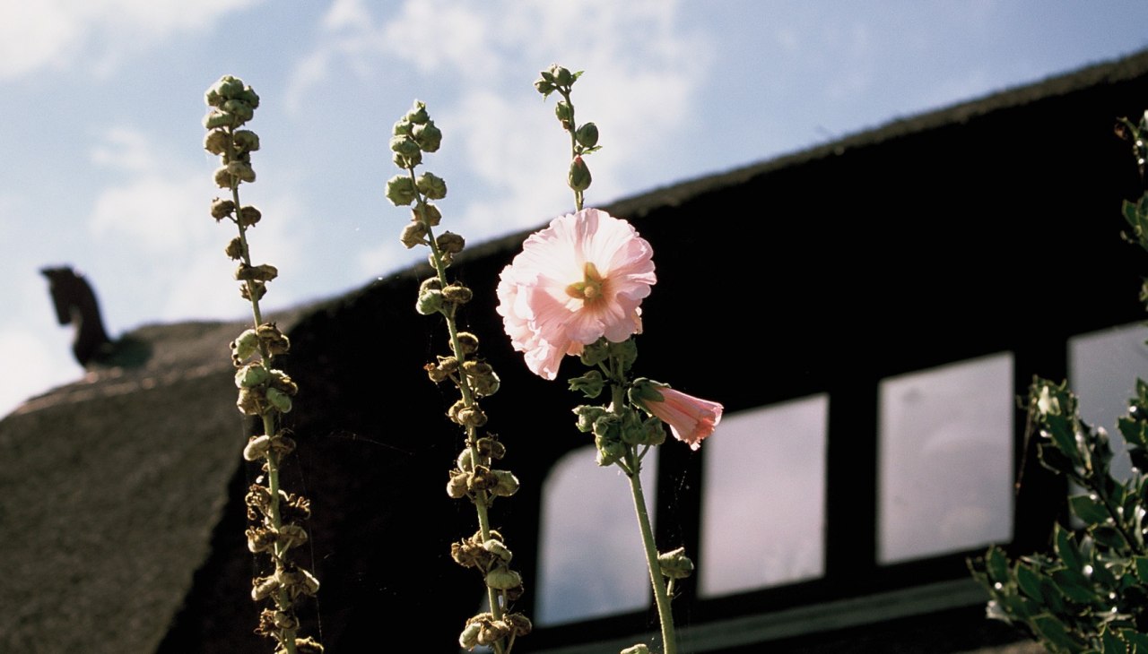 Hollyhocks_Ahoop, &copy; KvS