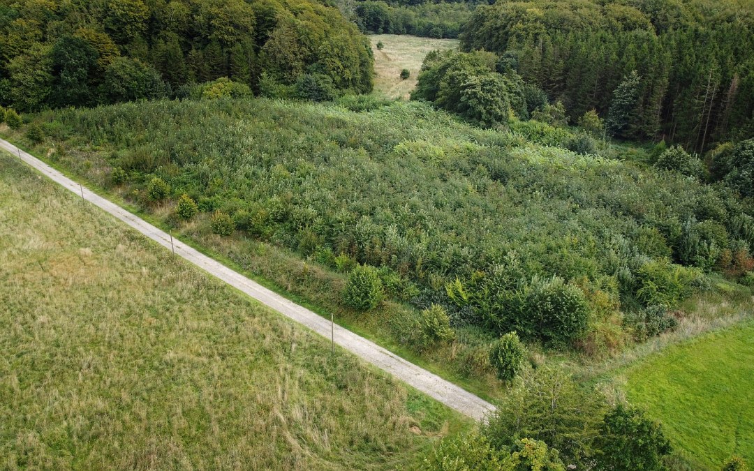 Klimatyczny las Stubnitz, © Landesforst MV